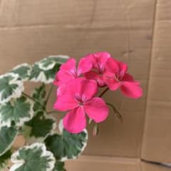 ゼラニウム斑入り ピンク色 - メルカリ