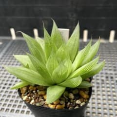 多肉植物 ハオルチア セツリフェラ 抜き苗のサムネイル
