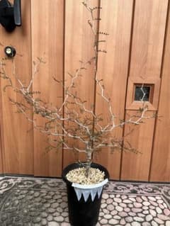 塊根植物　オペルクリアパキプスのサムネイル