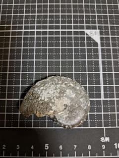 アンモナイト オキシノティセラス 化石のサムネイル
