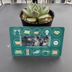 多肉植物　ミックスベリア　うぐいす　抜き苗のサムネイル