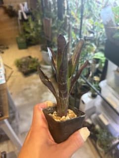 ビルベルギア　ハレルヤ　抜き苗のサムネイル