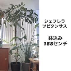 現地引き取り】【大株】観葉植物 シェフレラ ツピタンサス 鉢込み188