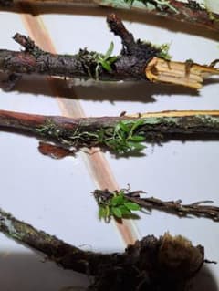 山野草 着生蘭 ラン【モミラン 枝付き7本+α 奈良県産】 - メルカリ