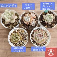 多肉植物 訳ありセール！ 抜き苗セットⒶ - メルカリ