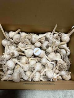 5キロ】平戸ニンニク - メルカリ