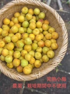 完熟　栽培期間中農薬不使用　小梅　1.7kg以上のサムネイル