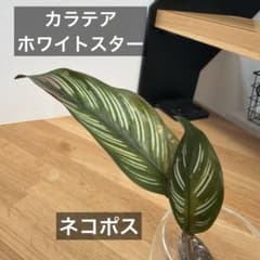 【ネコポス】カラテア ホワイトスターのサムネイル