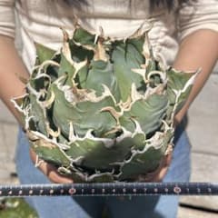 642 アガベ チタノタ 白鯨超大株 包葉株 ホイルタイプ コレクション株