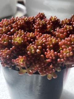 多肉植物 レッドベリー 抜き苗 30個 - メルカリ