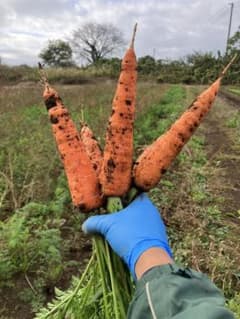 自然栽培　固定種黒田五寸にんじん　1〜1.3kgくらいのサムネイル