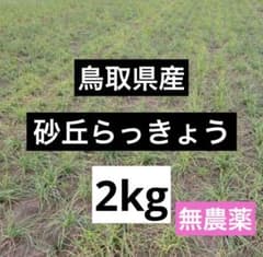 鳥取県産　砂丘らっきょう　2kgのサムネイル