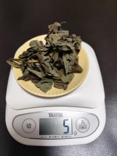 菊芋の葉のサムネイル