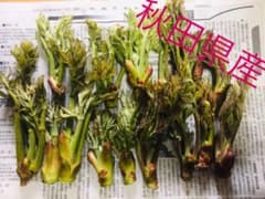 タラの芽のサムネイル