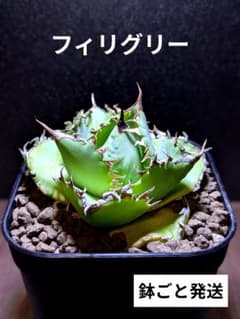 厳選株アガベチタノタフィリグリー現品鉢ごと発送