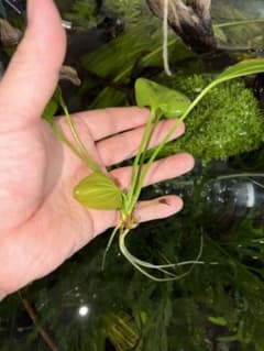 エキノドルス・オパクス タイプB みずくさの森 ADA シュート株 （1株