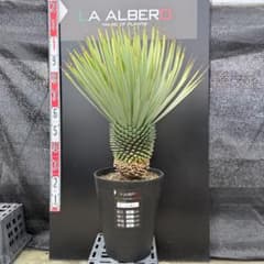 AL1281】ユッカ ロストラータ - メルカリ