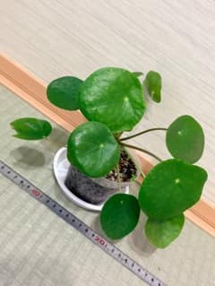 ピレア ペペロミオイデスのサムネイル