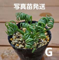 G アルブカ スピラリスのサムネイル