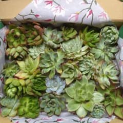 〇多肉植物 韓国苗 おすそ分けセットのためお安く❣️限定2セット‼️のサムネイル