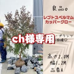 良品。レプトスペルマム カッパーグロー2.0M(鉢底から)品番A - メルカリ