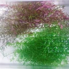 一歩様専用 赤系ロタラ ＊パールグラスのサムネイル