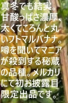 大満足！甘酸っぱくて果実がでっかい◆フトマル・バナナ苗120㎝◆希少ローカル品種 大苗75cm◇大満足！甘酸っぱく果実がでかい◇フトマル・バナナ苗◇木熟