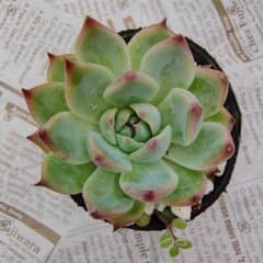 多肉植物 チワワエンシス 抜き苗のサムネイル