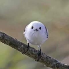 パリス様専用のサムネイル