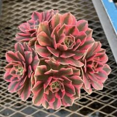 アエオニウム　チホァ（知否）群生株　#1510 メルカル便発送 アエオニウム 美苗 初恋 群生 大株 抜き苗 多肉植物 - メルカリ