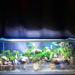 アクアテラリウム 完成品 ホワイト枠 ガラス水槽 約60cm - メルカリ