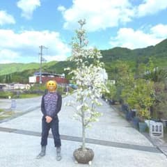 ハナミズキレインボー樹高約㎝引き取り又は近畿地方限定配達＆植え込み可能。 ハナミズキレインボー樹高約㎝引き取り又は近畿地方限定配達＆植え込み