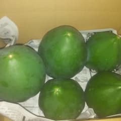 青パパイヤ 2kg 産地直送 新鮮野菜 酵素ジュースの原材料のサムネイル