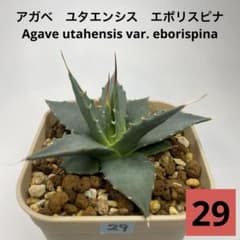 アガベ ユタエンシス エボリスピナ No.29 - メルカリ