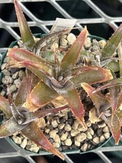 大量群生 子株付き DBディッキア Dyckia ML hybrid #228 - メルカリ