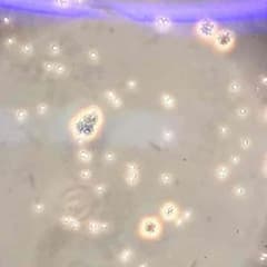 ゲスさん神経解剖学ノートのサムネイル