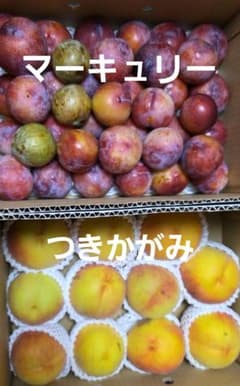 山形県産 プラム つきかがみ、マーキュリー 詰め合わせ 訳あり3キロ2箱のサムネイル