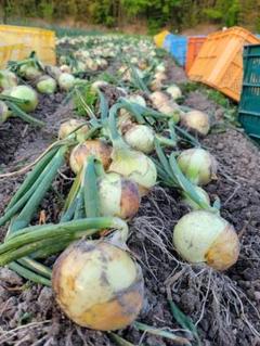 【淡路島産】極上の玉ねぎ！贅沢な味わいをご堪能くださいB品5ｋｇ