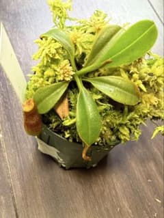 食虫植物N. xtrusmadensis AW clone:4 - メルカリ