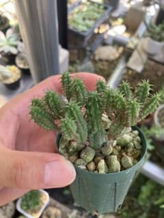 ユーフォルビア　姫キリンのサムネイル