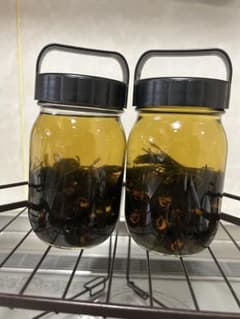 オオスズメバチ 焼酎漬け 酒漬けのサムネイル