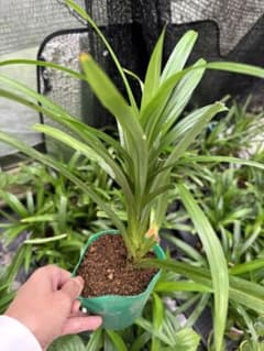 ベトナム最高香りパンダンリーフ挿し木用 ベトナム最高香りパンダンリーフ抜き苗1本 - メルカリ