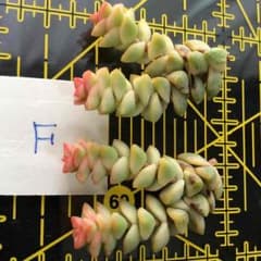 多肉 パステル 未発根 カット苗 Fのサムネイル
