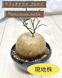 ラフィオナクメ　ブルケイ　現地球　発根済 2026年最新】ラフィオナクメの人気アイテム - メルカリ