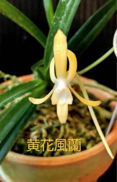 富貴蘭　セッコク（黄花風蘭)のサムネイル