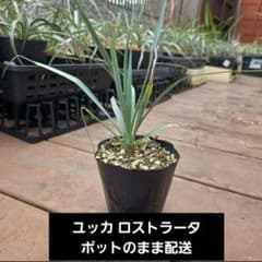 送料込み】ユッカ ロストラータ 1苗 ポット発送 - メルカリ