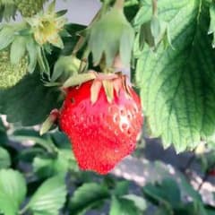 いちごのサムネイル