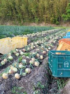 【淡路島の極上】贅沢な味わいを楽しむ玉ねぎ　B品5kg