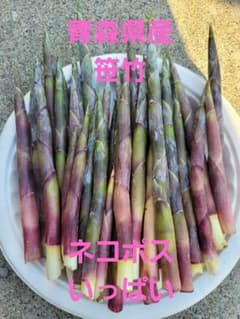 笹竹　笹だけ　山菜　青森県産　とれたてのサムネイル
