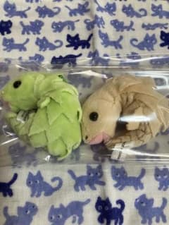 アルマジロトカゲのサムネイル